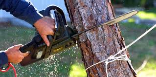 How Our Tree Care Process Works  in  Mount Zion, IL